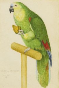 Southall Joseph Edward Studie für Ariadne. Ein grüner Papagei 1925 Leinwanddruck