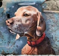 Street Art Angel Dog