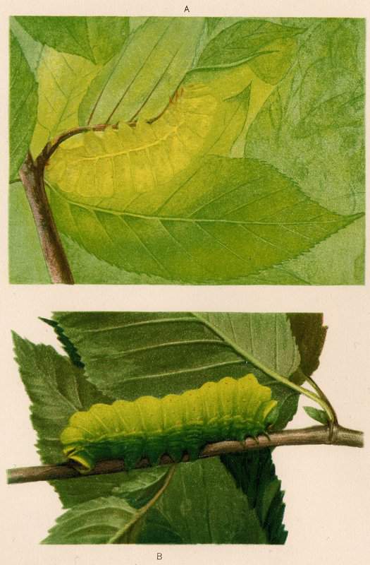 Thayer Abbott Handerson Luna Caterpillar 1909 canvas print