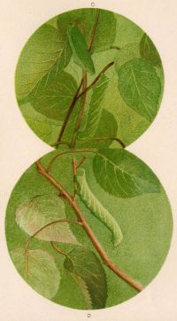 Thayer Abbott Handerson Sphinx Caterpillar 1909 canvas print