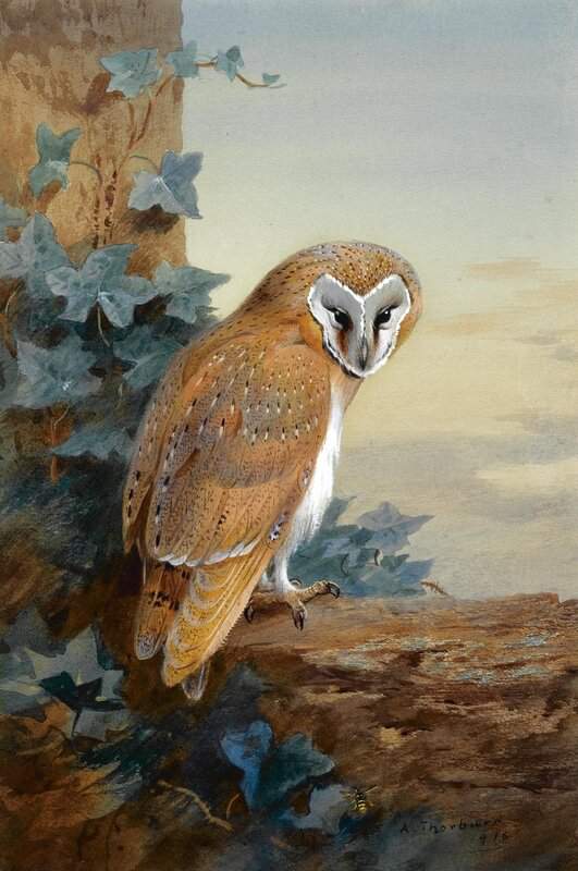 Thorburn Archibald A Barn Owl 1916 canvas print