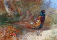 Thorburn Archibald A Cock And Hen Pheasant 1929 canvas print