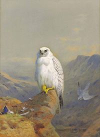 Thorburn Archibald A Greenland Falcon On A Rocky Outcrop 1913 canvas print