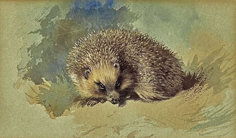 Thorburn Archibald A Hedgehog canvas print