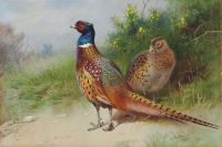 Thorburn Archibald A Hen And Cock Pheasant By Gorse 1926