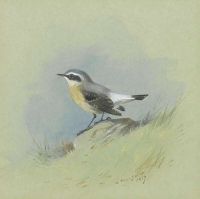 Thorburn Archibald A Male Wheatear 1917 canvas print
