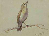 Thorburn Archibald A Nightingale canvas print