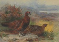 Thorburn Archibald A Pair Of Red Grouse In A Landscape 1933