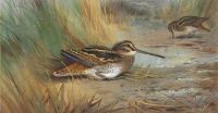 Thorburn Archibald A Pair Of Snipe 1916 canvas print