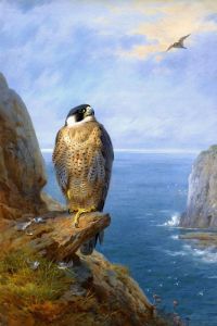 Thorburn Archibald A Peregrine Falcon Perched On A Sea Cliff 1921