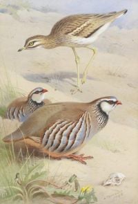 Thorburn Archibald A Stone Curlew And A Pair Of French Partridge 1925