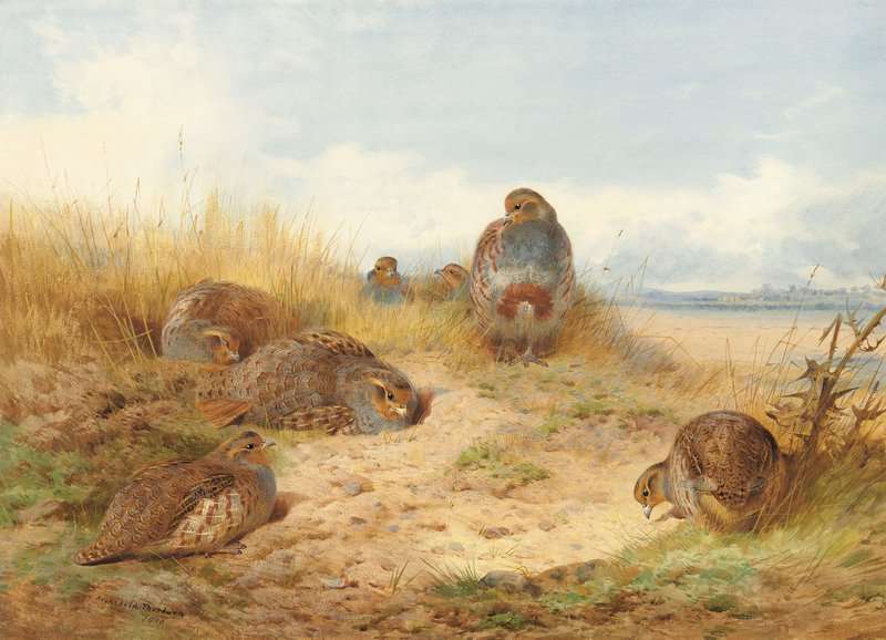 Thorburn Archibald Basking In The Noonday Sun. A Covey Of Grey Partridge 1910 canvas print