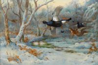 Thorburn Archibald Black Grouse In Flight In A Winter Woodland 1923 canvas print