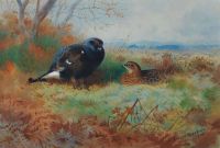 Thorburn Archibald Blackcock And Hen 1909 canvas print