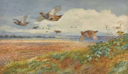 Thorburn Archibald Breaking Cover Partridges In Flight 1902 canvas print