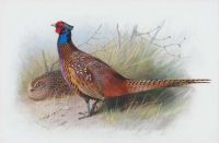 Thorburn Archibald Cock And Hen Pheasant