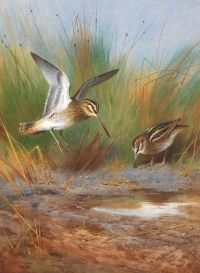 Thorburn Archibald Common Snipe And Jack Snipe Watering 1913 canvas print