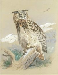 Thorburn Archibald Eagle Owl 1916