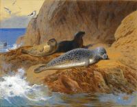 Thorburn Archibald Grey And Harbour Seals At Rest 1912 canvas print