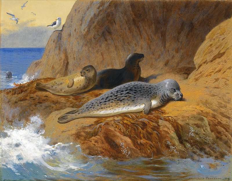 Thorburn Archibald Grey And Harbour Seals At Rest 1912 canvas print
