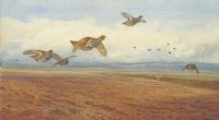 Thorburn Archibald Grey Partridges In Flight 1900 canvas print