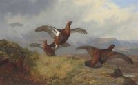 Thorburn Archibald Grouse In Flight 1888 canvas print