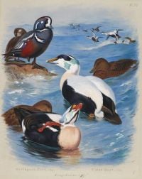 Thorburn Archibald Harlequin And Eider Ducks 1914 canvas print