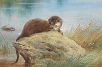 Thorburn Archibald Otters By The Bank 1918 canvas print