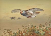 Thorburn Archibald Partridges In Flight 1907 canvas print