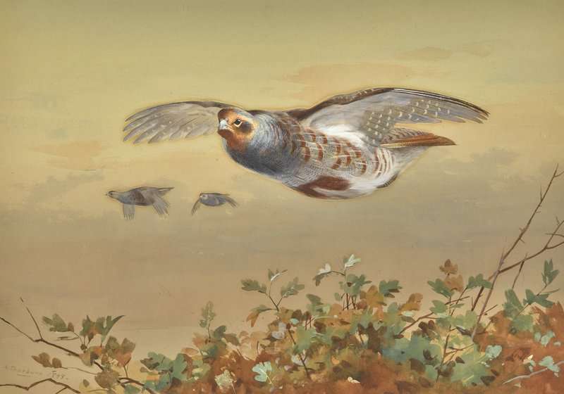 Thorburn Archibald Partridges In Flight 1907 canvas print
