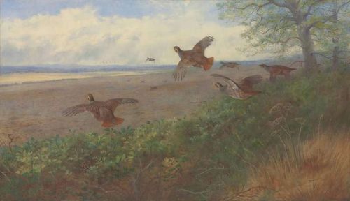 Thorburn Archibald Partridges In Flight 1907 1 canvas print