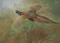 Thorburn Archibald Pheasant In Flight canvas print