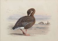 Thorburn Archibald Pink Footed Goose canvas print