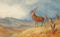 Thorburn Archibald Red Deer In A Highland Landscape 1908