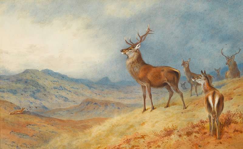 Thorburn Archibald Red Deer In A Highland Landscape 1908 canvas print
