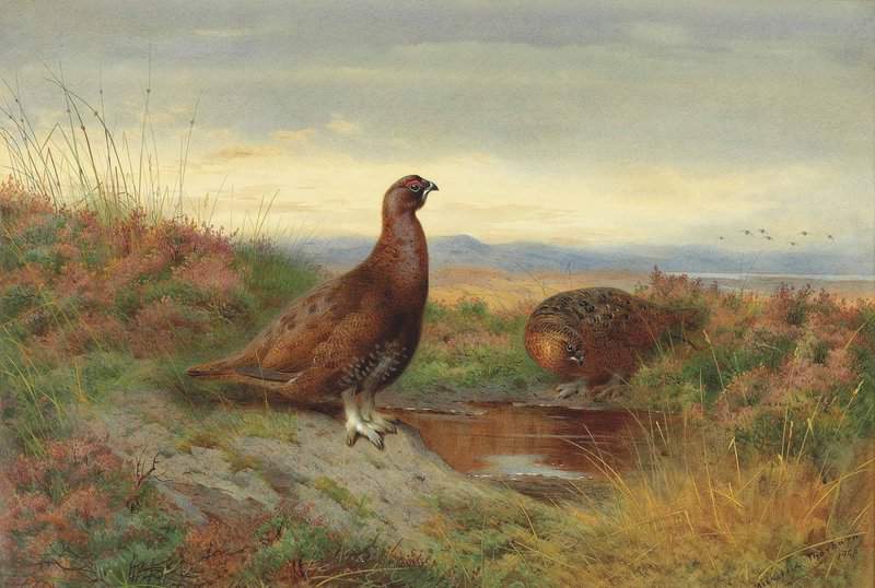 Thorburn Archibald Red Grouse On A Moor Beside A Pool 1906 canvas print