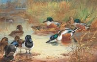 Thorburn Archibald Shoveler And Tufted Duck With A Kingfisher At The Water S Edge 1928