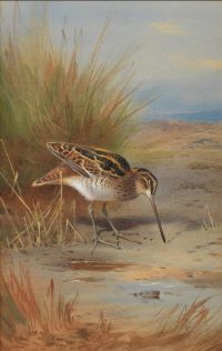 Thorburn Archibald Snipe At The Water S Edge 1920