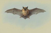 Thorburn Archibald Study Of A Common Pipistrelle Bat canvas print