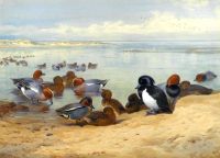 Thorburn Archibald Teal Tufted Ducks And Widgeon 1912 canvas print