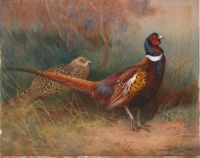 Thorburn Archibald The Mongolian Pheasant 1908 canvas print