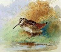 Thorburn Archibald Woodcock At Water S Edge 1898 canvas print