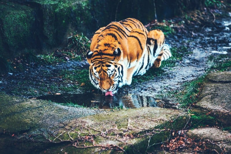 Tableaux sur toile, reproduction de Tiger Drinking Water