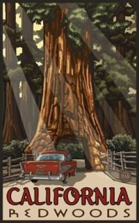 여행 포스터 캘리포니아 레드우드
