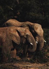 두 마리의 갈색 코끼리