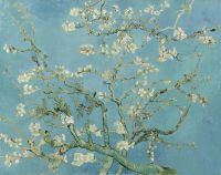 Van-Gogh-Mandeln in Blüte