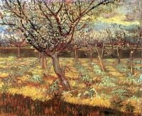 Abricotiers Van Gogh en fleurs2