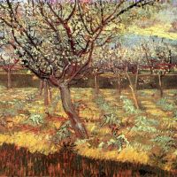 Van Gogh Abrikozenbomen In Bloei2