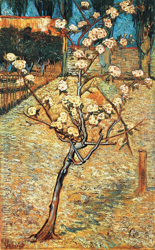Van Gogh Flowering Pear canvas print