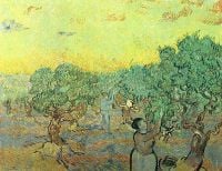 Raccoglitrici Di Olive Di Van Gogh In Un Boschetto